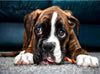 Welpen Augen