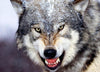 Wolf auf der Hut