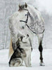 Wolf und Pferd im Schnee