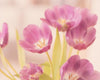 Zartrosa Blumen