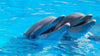Die Delphinfreunde