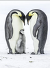 Laden Sie das Bild in den Galerie-Viewer, Pinguin Mit Jungen - Diamond Painting Welt Deutschland