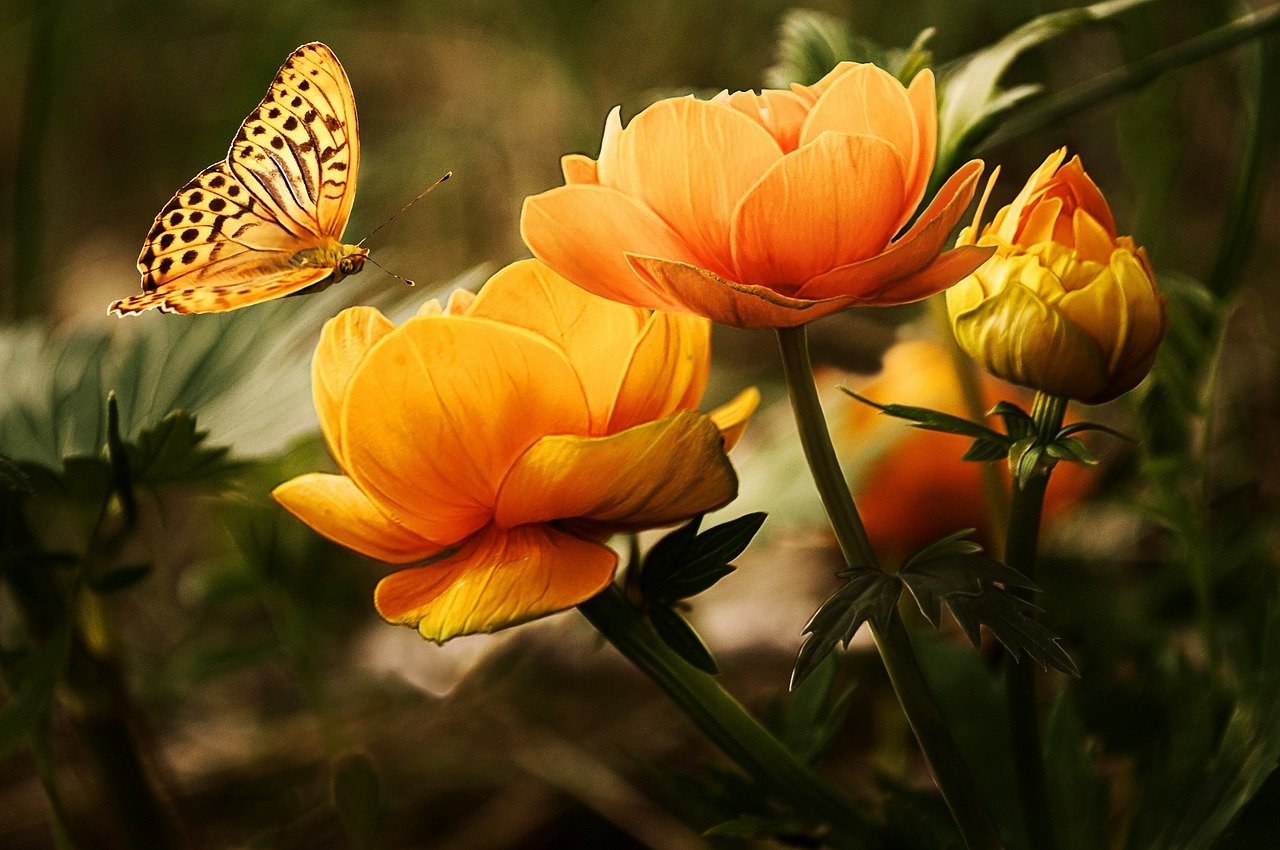Schmetterling auf oranger Blüte