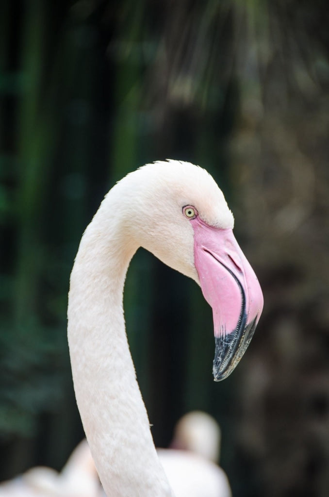 Der elegante Flamingo