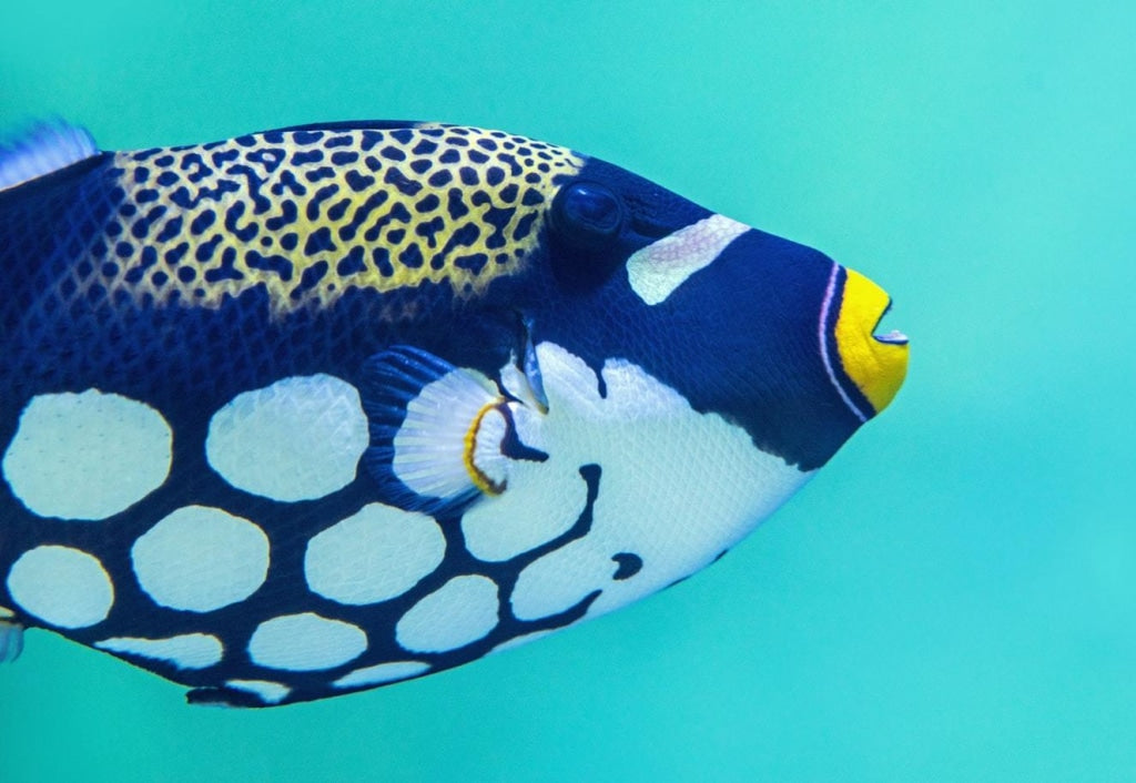 Tropischer Blaubartfisch
