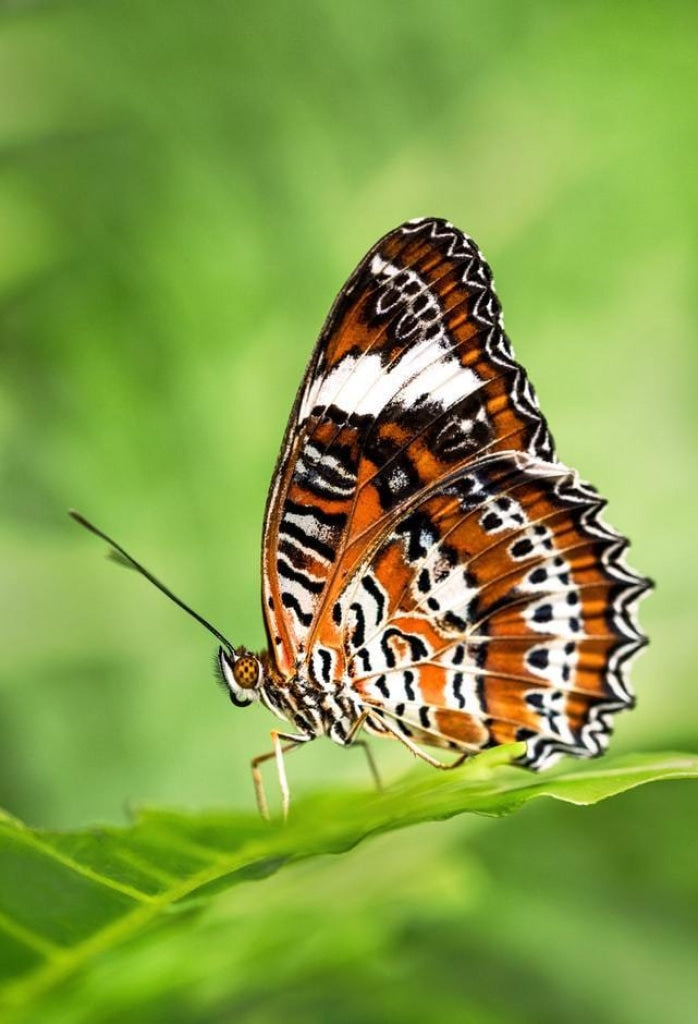 Schmetterling in Grün