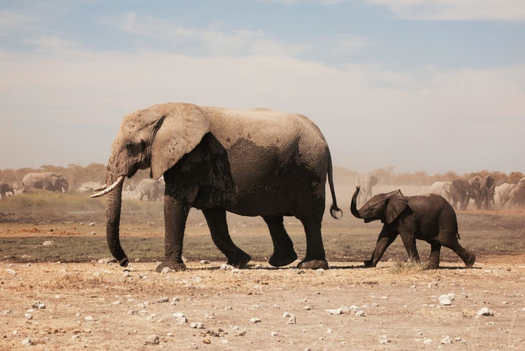 Jungtier folgt Mutter Elefant
