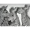 Laden Sie das Bild in den Galerie-Viewer, Zebra - Diamond Painting Welt 