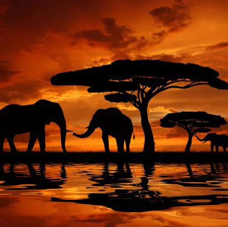 Elefanten - Sonnenuntergang