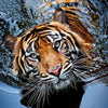 Tiger - Diamond Painting Welt 