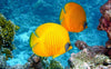 Orange und Gelber Fisch